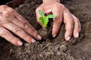 mans hands carefully planing an already started seedling